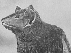 Pel's pouched bat